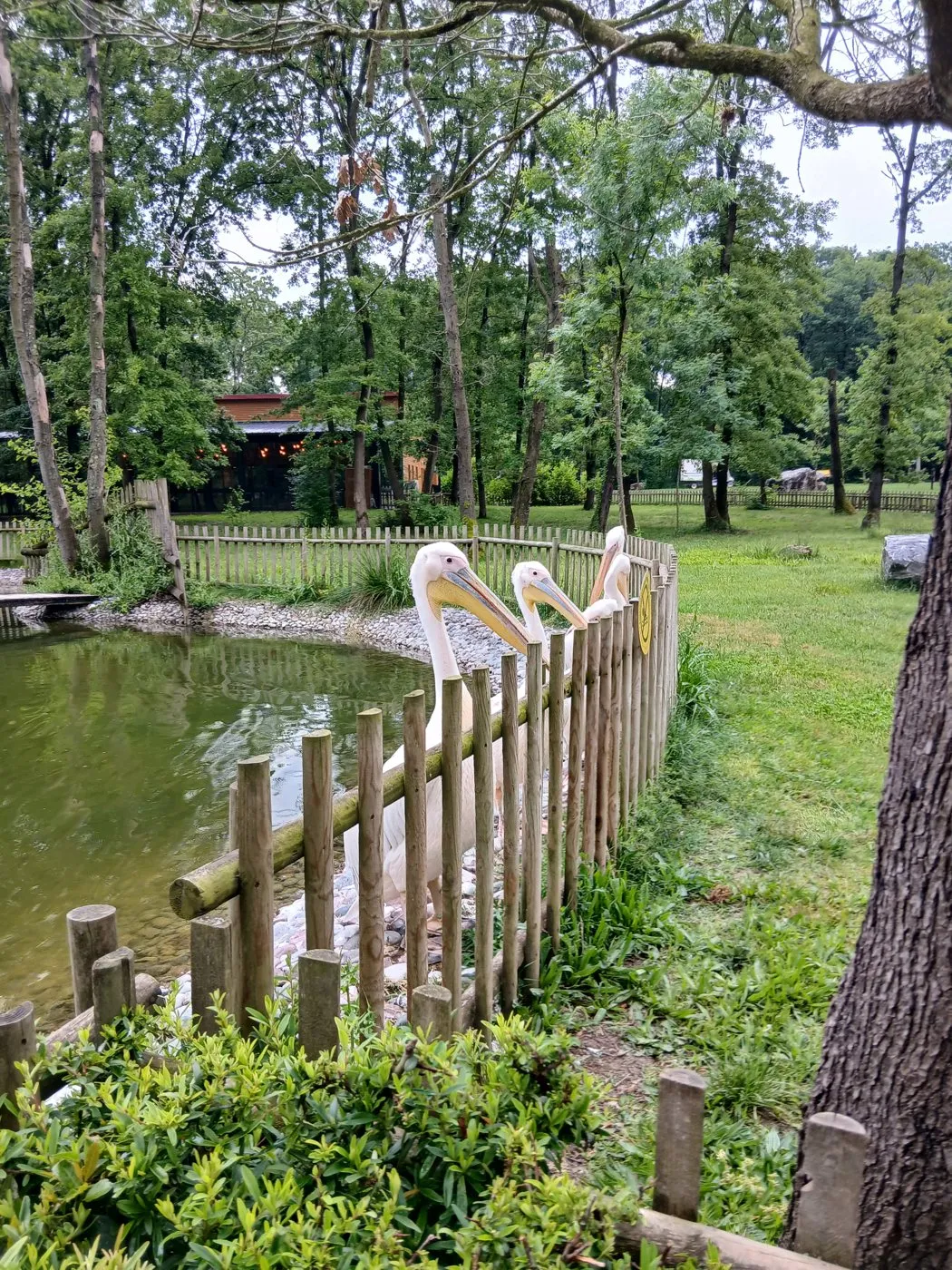 Gölet kenarında pelikanlar