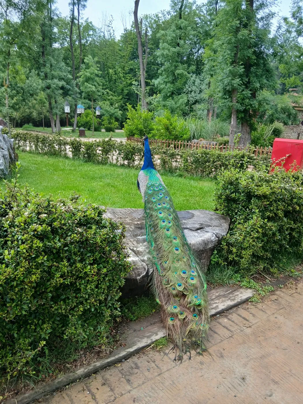 Taşın üstünde duran tavus kuşu